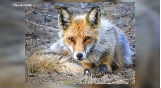 Жителей региона просят быть внимательнее на дорогах из-за лис