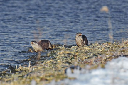 Выдры на зимней рыбалке. «Основу питания этого животного составляет рыба, предпочтение отдается хариусу и сигу, хотя при нужде используется все, включая водных насекомых и моллюсков, переплывающих воду мышевидных грызунов...