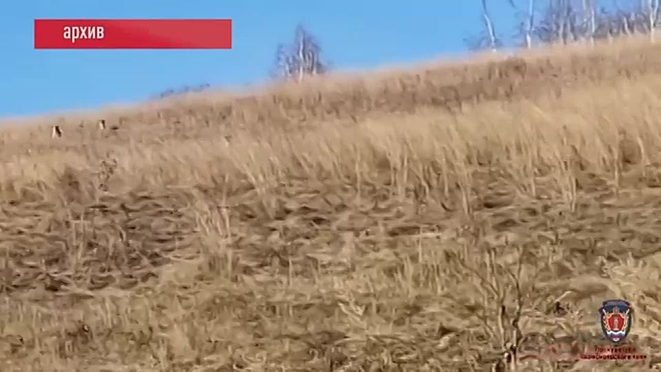 В ЕСАУЛОВО СОБАКА НАПАЛА НА 8-ЛЕТНЮЮ ДЕВОЧКУ