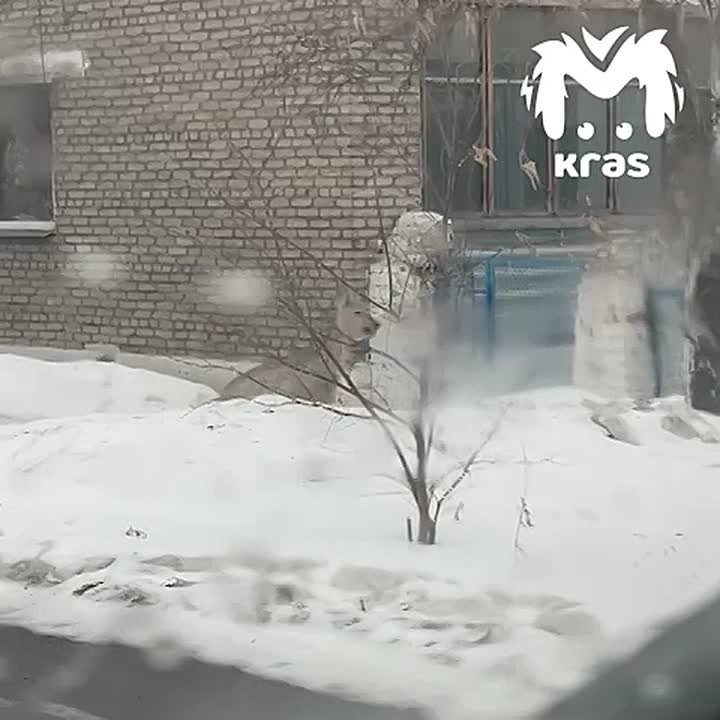 Вот такой гражданин появился на улицах Ачинска