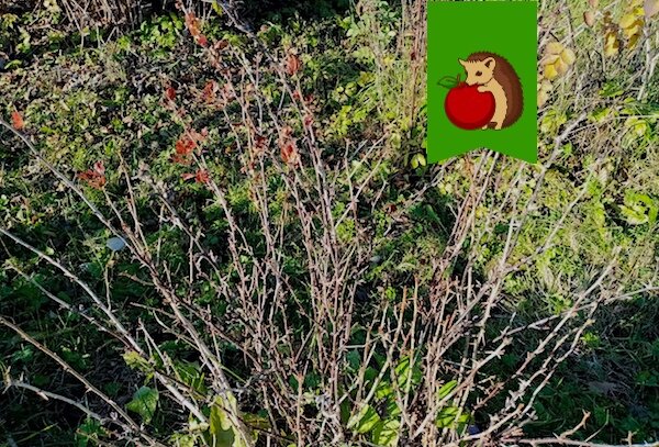 Как ухаживать за крыжовником осенью: секреты для урожайности