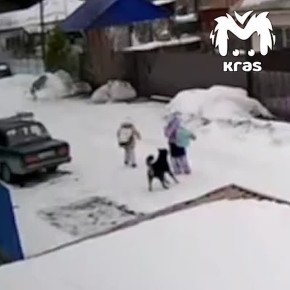 Собака напала на школьницу в Березовском районе