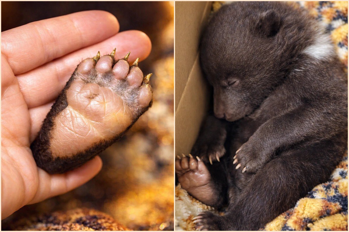 Один кроха выжил чудом: спиленное дерево рухнуло прямо на берлогу со спящими медведями, и мать в панике погубила малышей