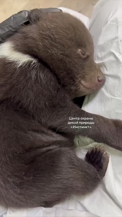 «Медведица убежала, задавив двух детенышей, выжил один»: медвежонка спасли на лесоповале в Пировском