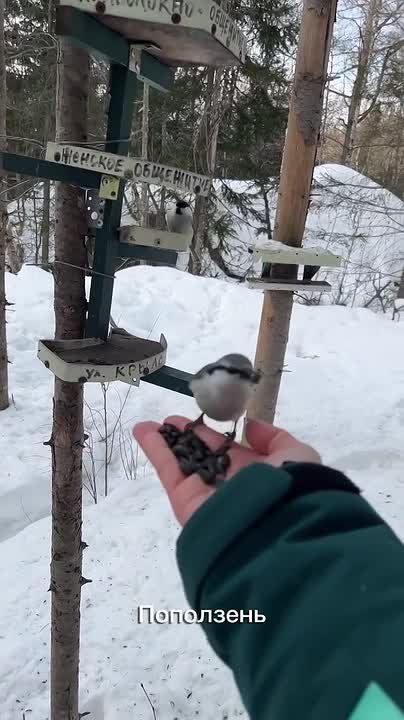 С длинными хвостами, разноцветными грудками и забавными хохолками