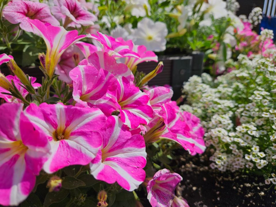 ������������ ������: ���������� ������, �������� ������� ��������� ���