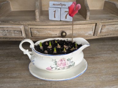 Как ухаживать за луковицами: секреты для начинающих цветоводов