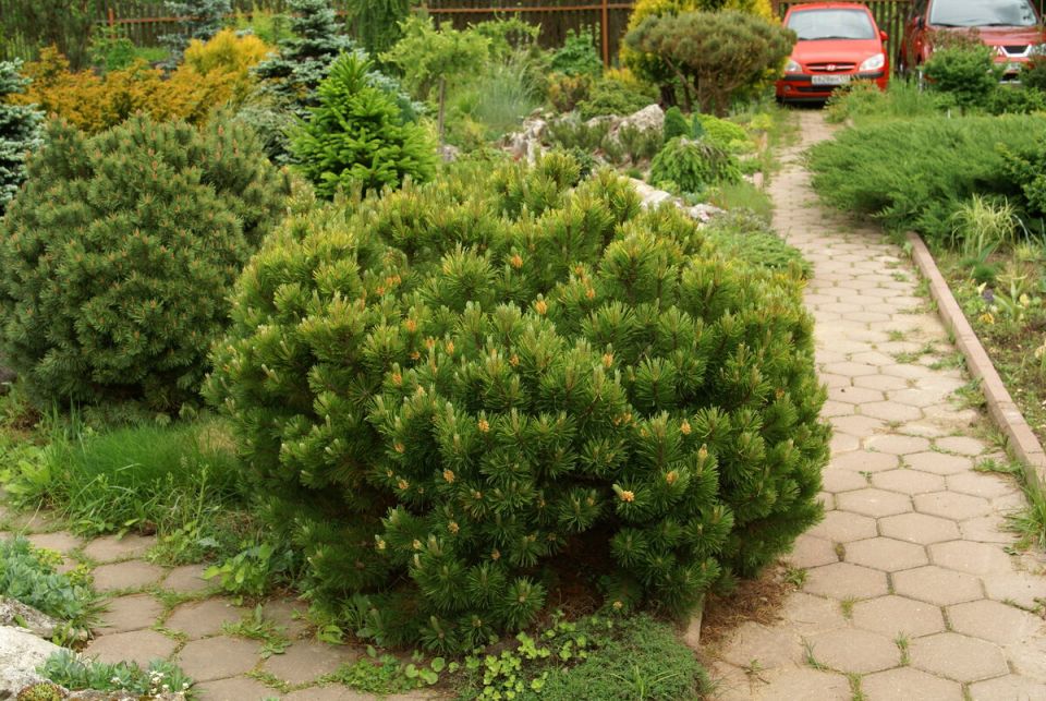 ��� ������������ ��������� ������� ������� � ����� ����