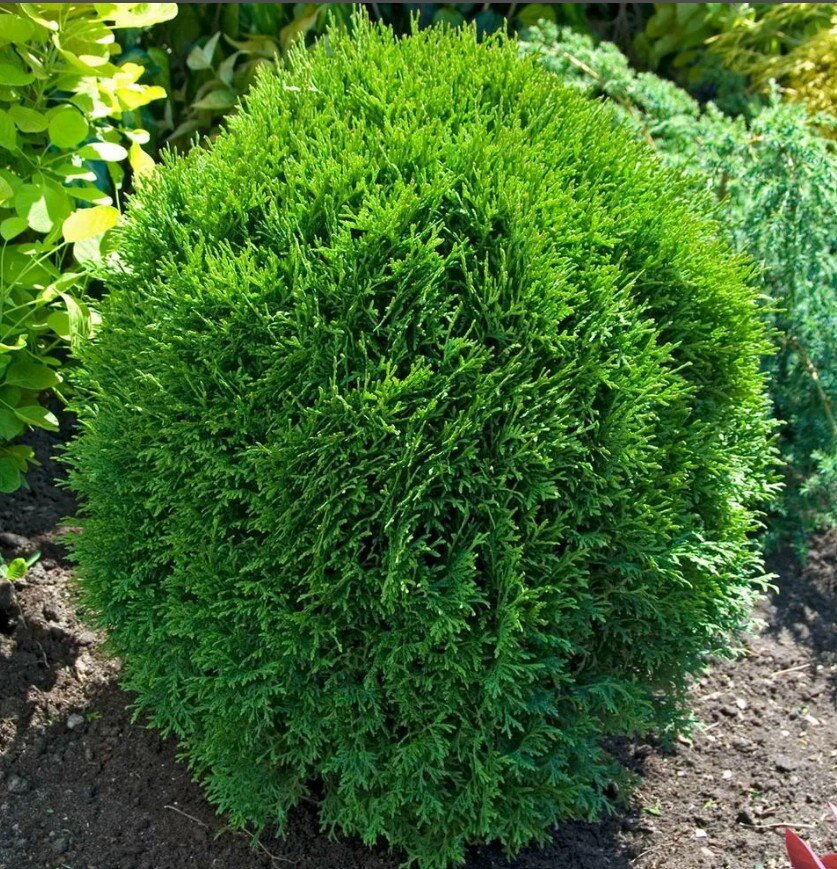 Как легко размножить тую: 5 нетривиальных способов