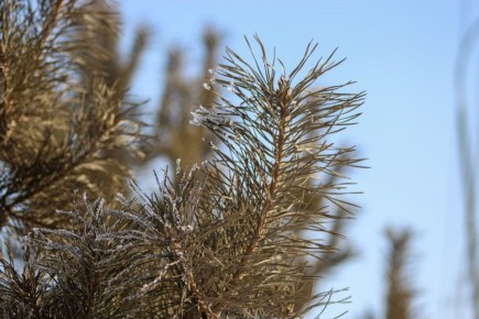 На длинных выходных в Красноярск вернутся 30-градусные морозы