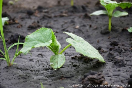 Забота об огурцах: как достичь идеального роста после всходов