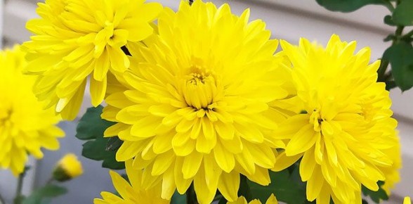 Как сохранить свежесть и красоту ваших садовых цветов