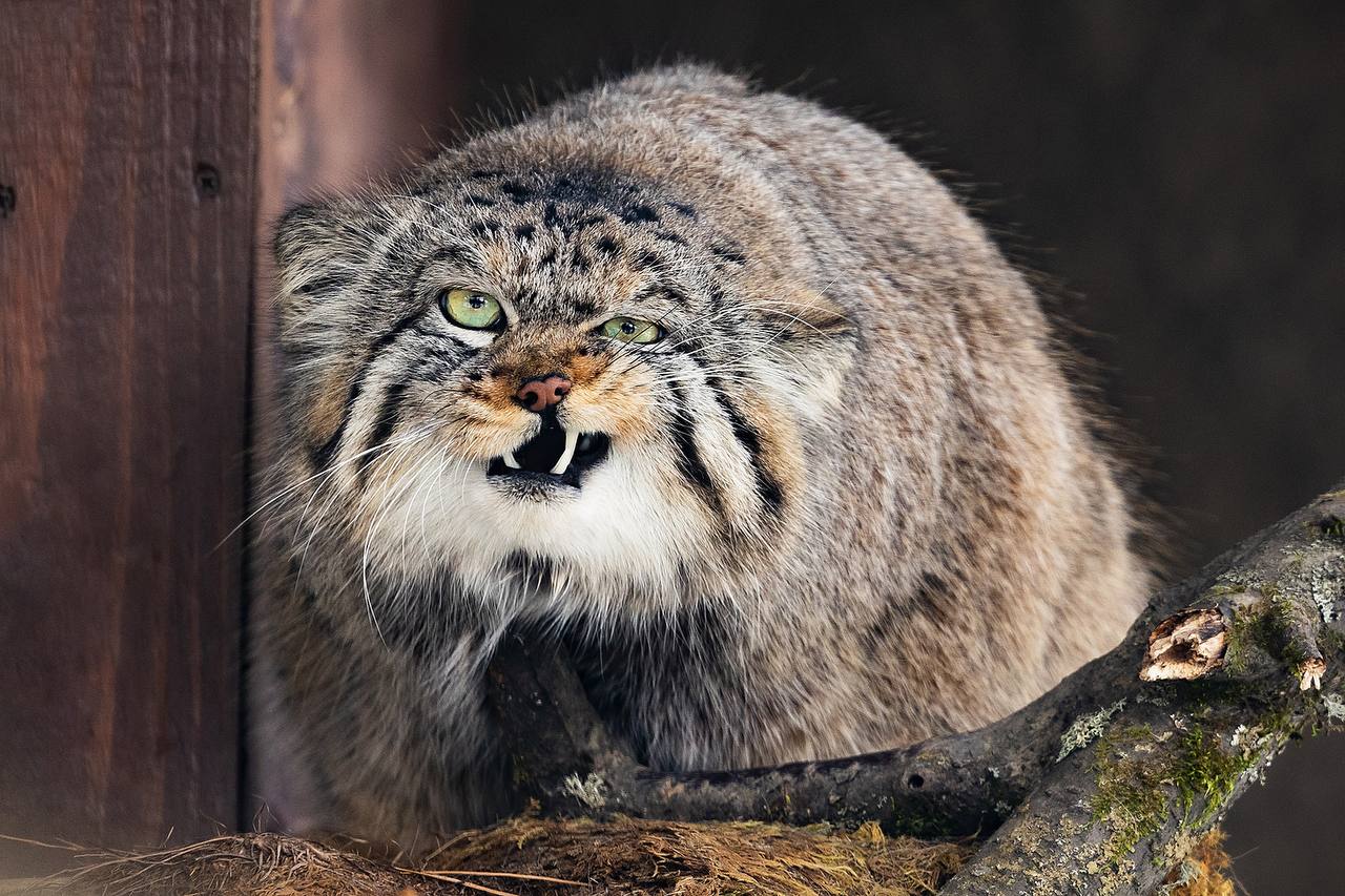 Манул Борис из красноярского «Роева Ручья» сел на диету