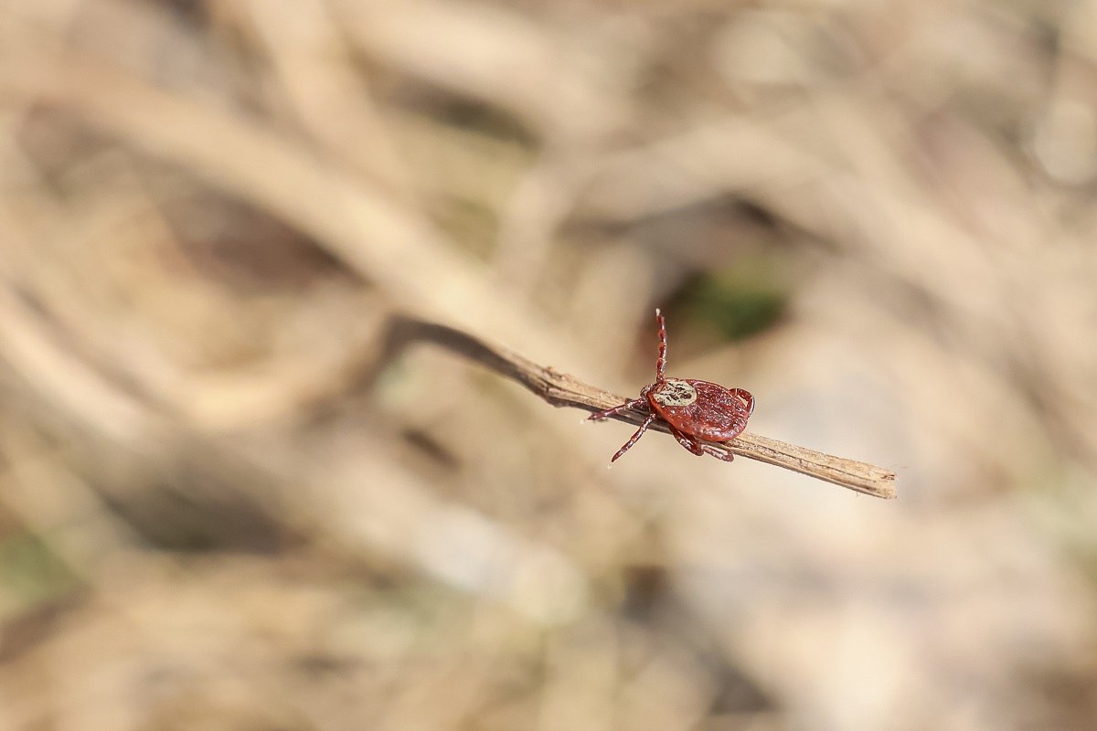 Красноярцам рассказали, куда можно сдать клеща на исследование в 2026 году