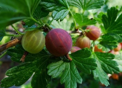 ��� ��������� ������������� ��������� ������: ������� �����