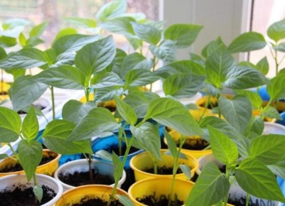 **Вы когда-нибудь задумывались, почему ваши перцы не радуют урожаем?**