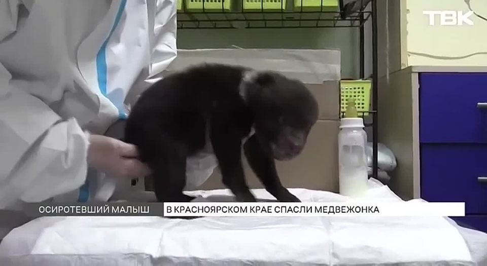 «Топтыжка кушает»: как волонтеры ухаживают за медвежонком, спасенным на лесоповале в Пировском