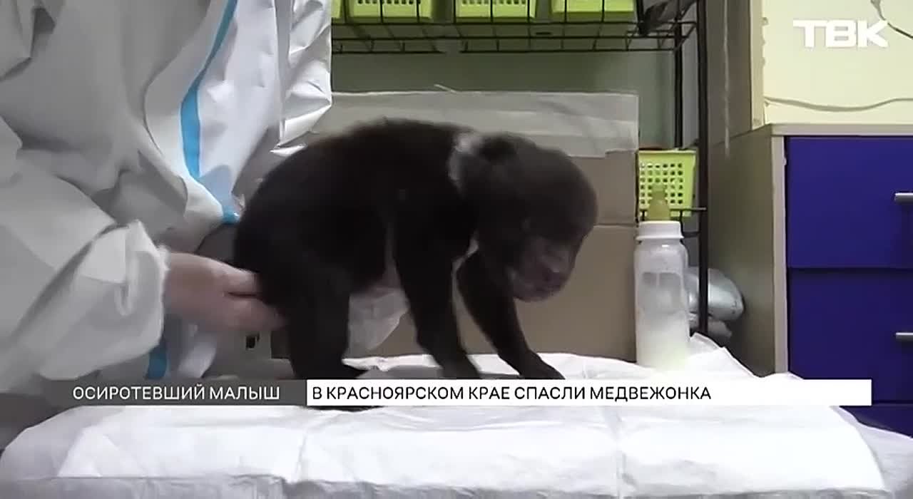 «Топтыжка кушает»: как волонтеры ухаживают за медвежонком, спасенным на лесоповале в Пировском