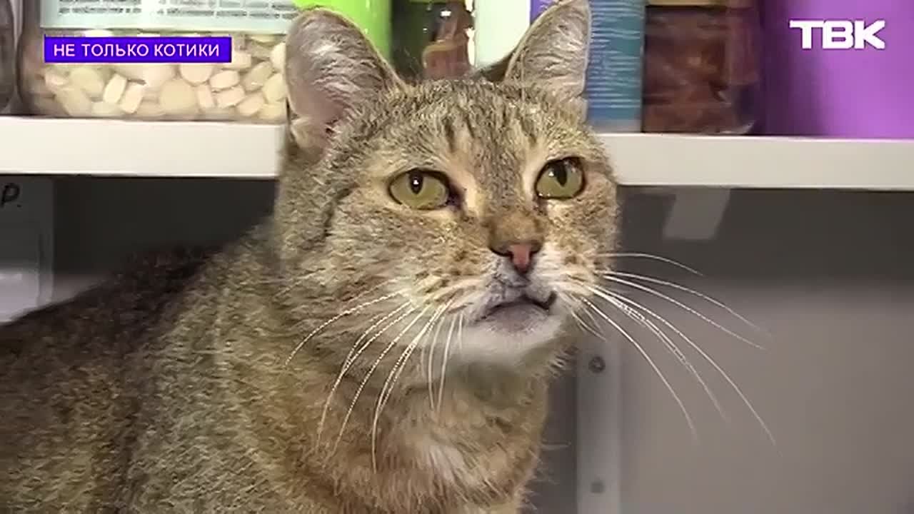 «Не только котики»: Кити из ветклиники