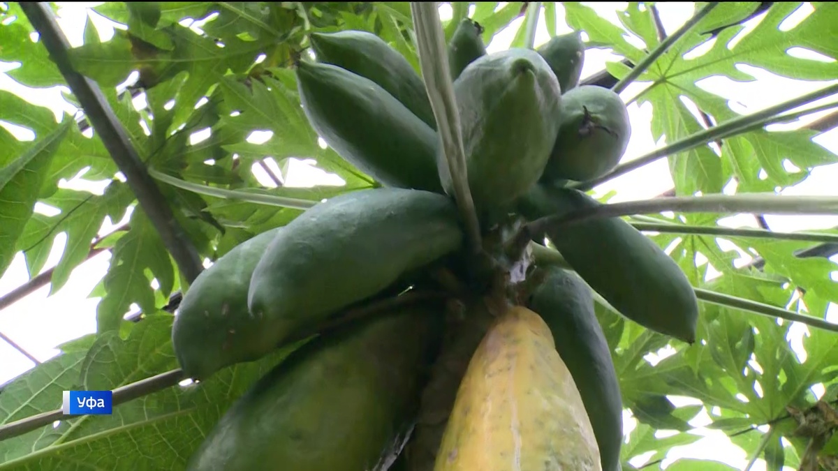 Тайны Уфимского лимонария: Экзотика, о которой вы не знали