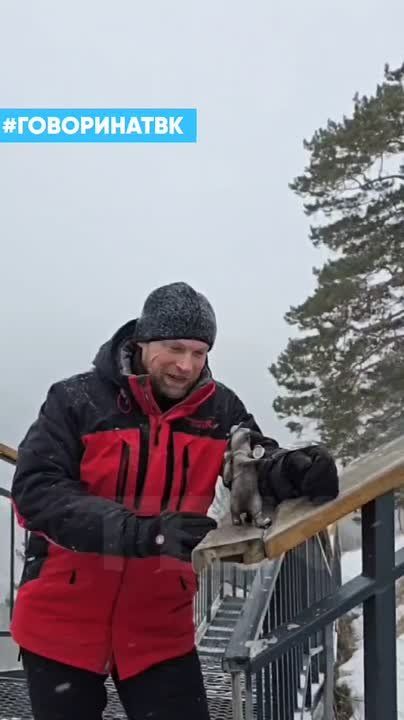 Новый суслик-турист появился в Красноярске