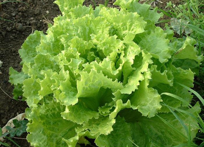 Как вырастить салат на зиму: советы по сортам и правилам посадки