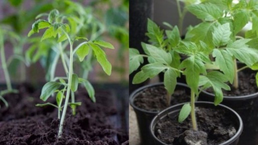 Секреты отличного урожая от 90-летнего агронома: как заменить дорогие удобрения копеечным настоем