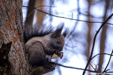 ����� ����� ������ � ��������� ������ �������?