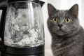 Накипь в чайнике: мифы о здоровье почек котов