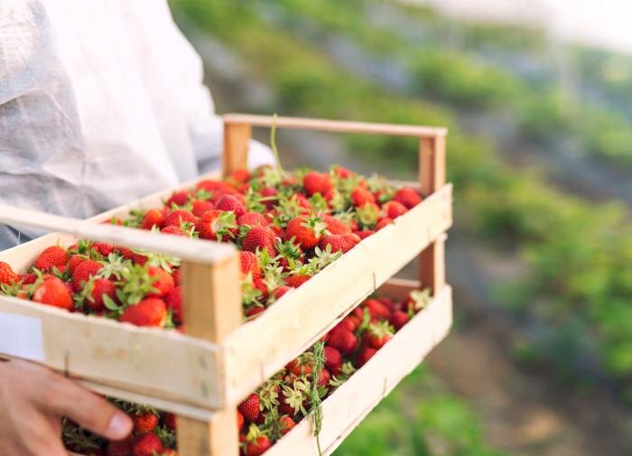 Как осенняя подкормка формирует будущее клубники