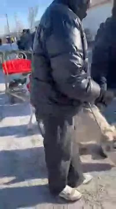 «Заставляли работать на износ»: измученный олень катал посетителей Масленицы в Сухобузимском