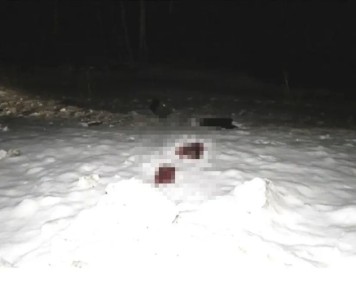 Жителя Красноярского края обвиняют в убийстве двух косуль