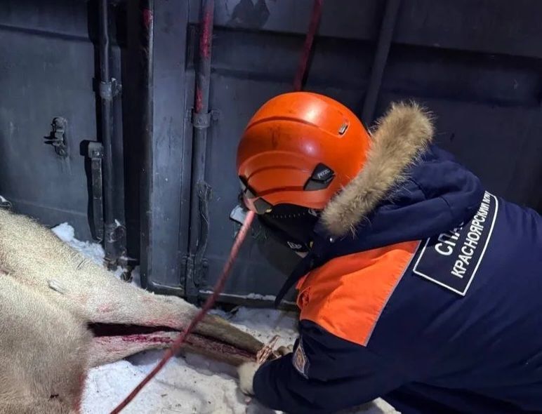 � ����������� �������� ������ ������� ������ ����� �������