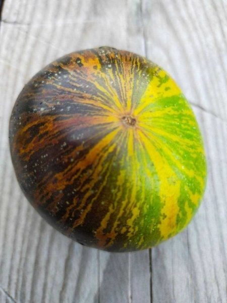 Томат Гном Ребелла: компактный куст и яркие плоды для вашего огорода