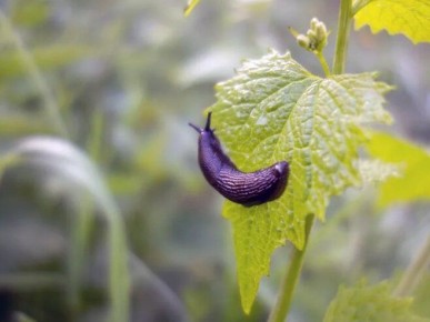 Как эффективно справиться с садовыми слизнями: проверенные методы