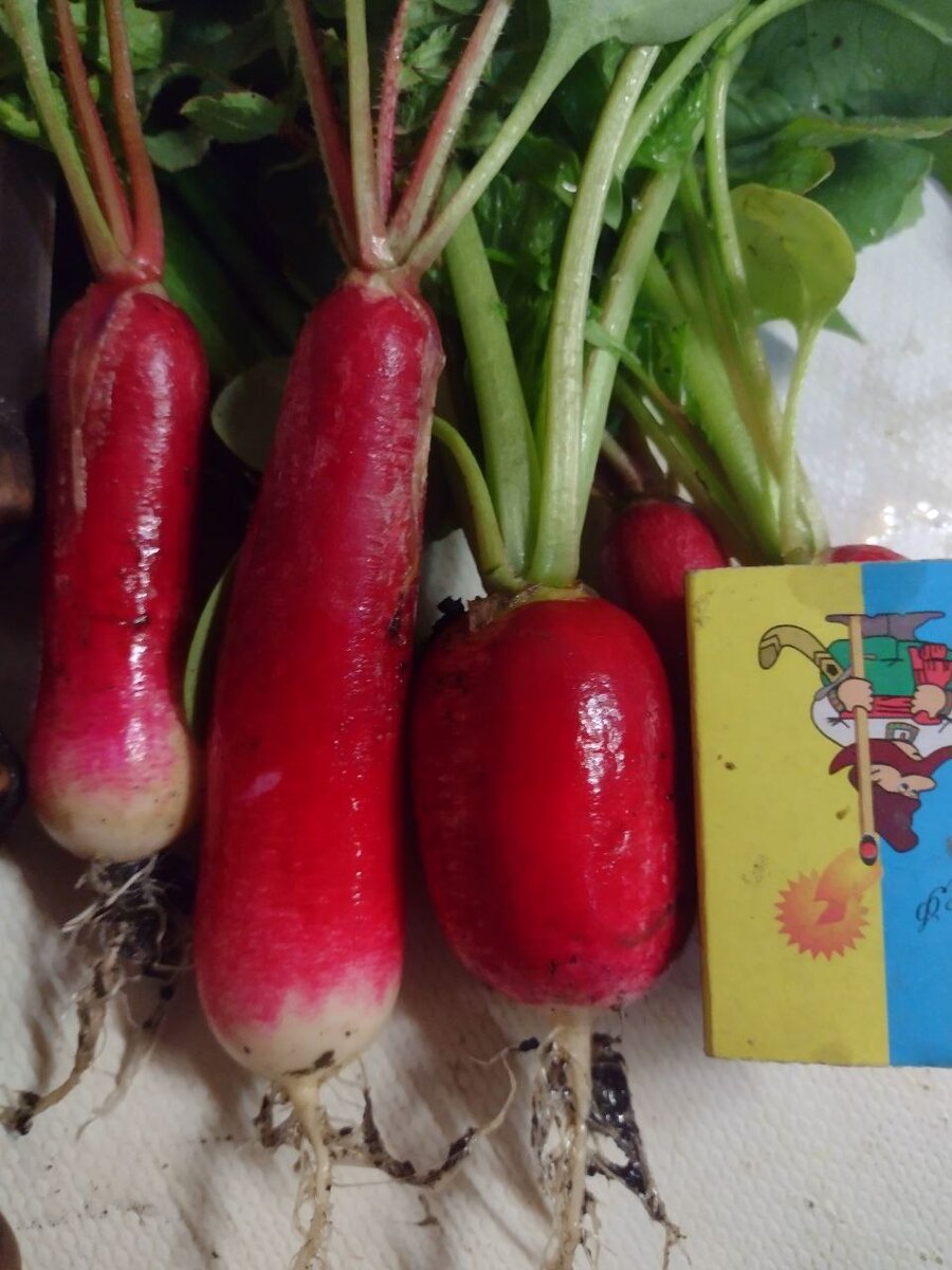 Секреты успешного выращивания редиса и дайкона