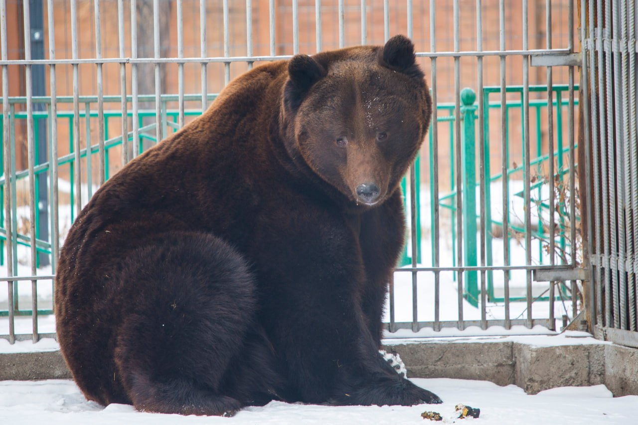 Медведь Андрюша проснулся в абаканском зоопарке Медведь Андрюша проснулся в абаканском зоопарке