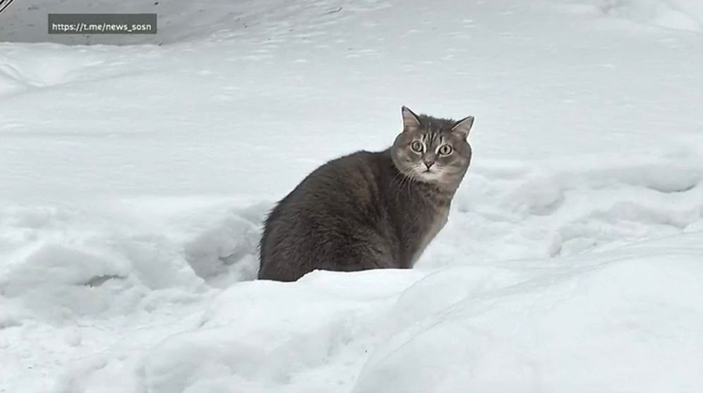 В Сосновоборске местная знаменитость — кот Кузя, который выходит на прогулку с хозяином в любую погоду В Сосновоборске местная знаменитость — кот Кузя, который выходит на прогулку с хозяином в любую погоду
