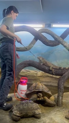 «Моем, моем трубочиста. Чисто, чисто, чисто, чисто!»