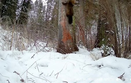 ����������� ����������� �������� �������������� � �������� ���������� ���