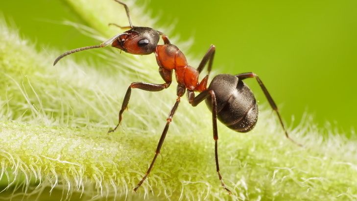 ����������� ������ ������ � �������� ��������� �� 72 ����