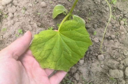 ��� ������������ ���������� ������ � �������