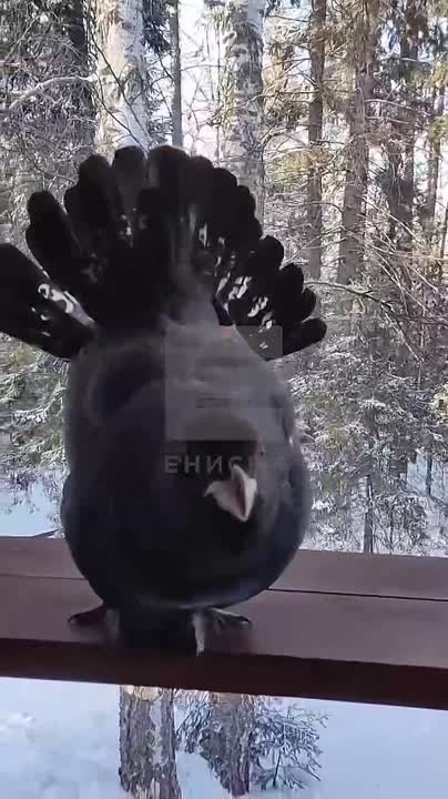 Глухарь попозировал для туристов на «Красноярских Столбах»