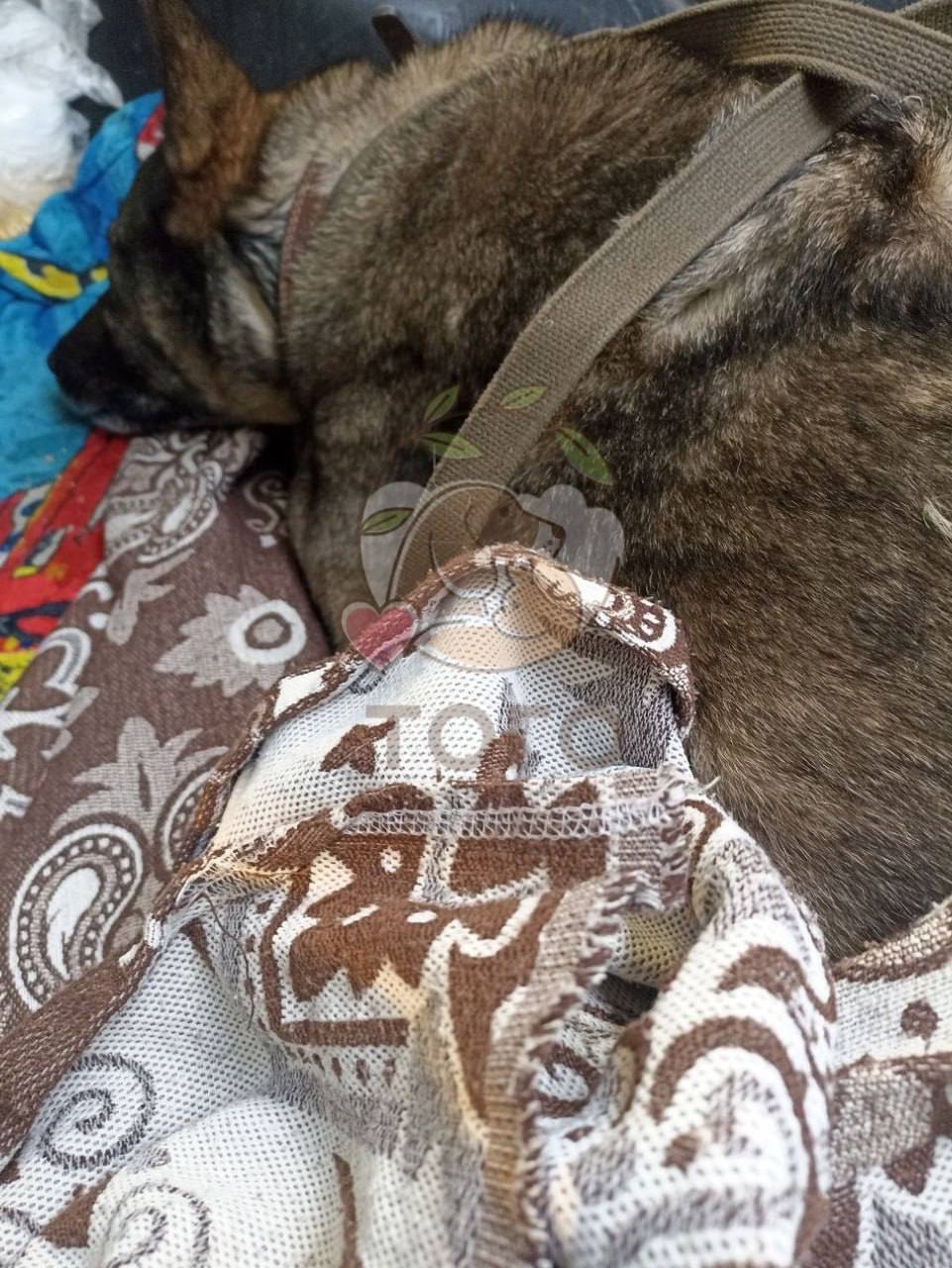 Курьер «Додо Пиццы» укрыл пледом бездомную собаку в мороз – его уволили Курьер «Додо Пиццы» укрыл пледом бездомную собаку в мороз – его уволили