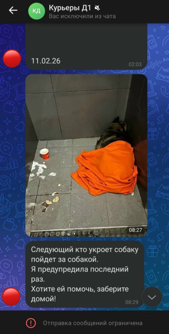 Курьер «Додо Пиццы» укрыл пледом бездомную собаку в мороз – его уволили Курьер «Додо Пиццы» укрыл пледом бездомную собаку в мороз – его уволили