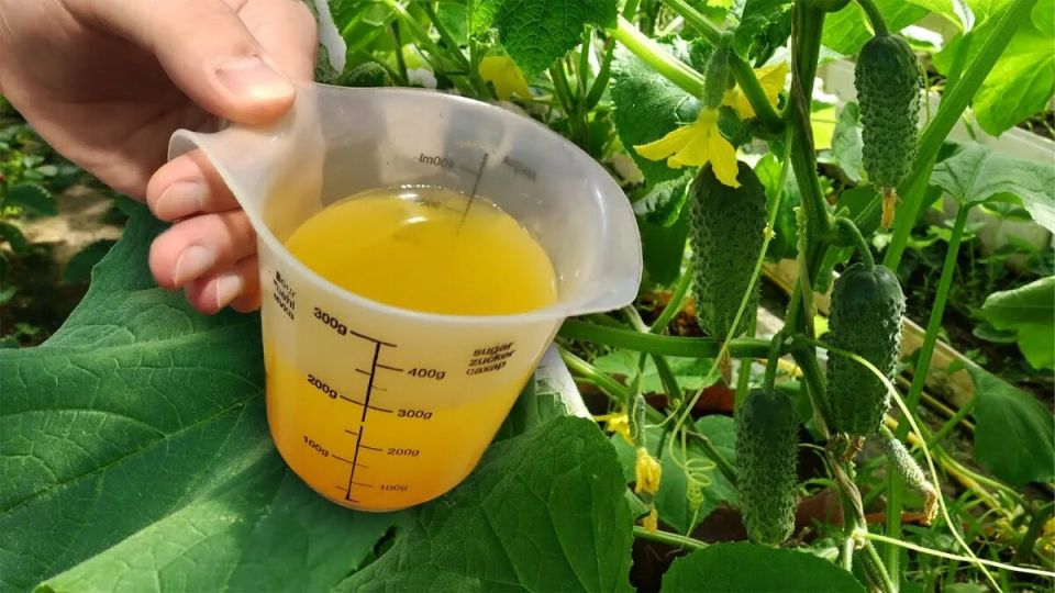 ��� �������� ������� ������ ������� �� ������� �����