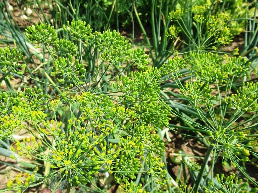 ��� �������� ������� ������ ������: ������� �������� �������