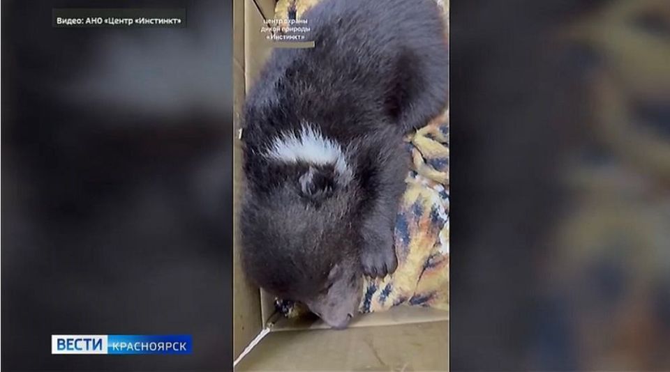 �������� � ������������ ���� ���������� �������� ���� � ���