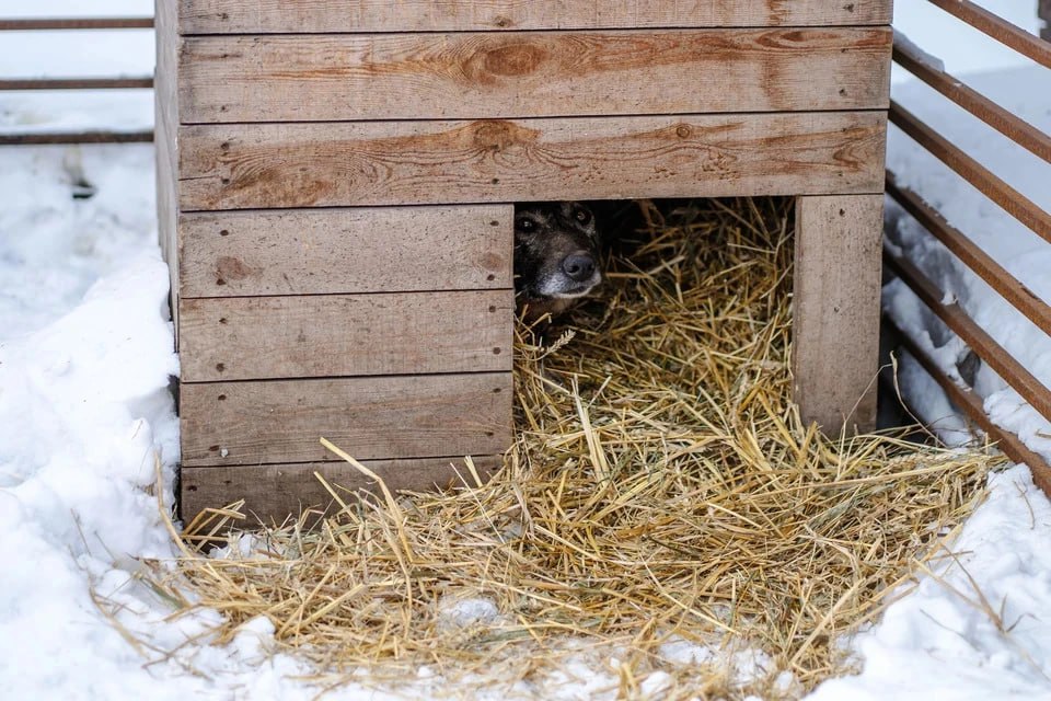 «Вам реально пледа жалко?»: красноярцы ставят негативные оценки известной сети пиццерий из-за скандала с собакой в Челябинске