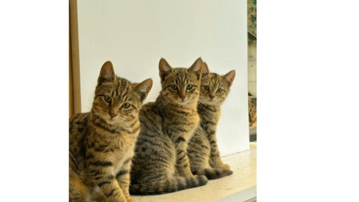 Куда обращаться, если соседи завели множество кошек?